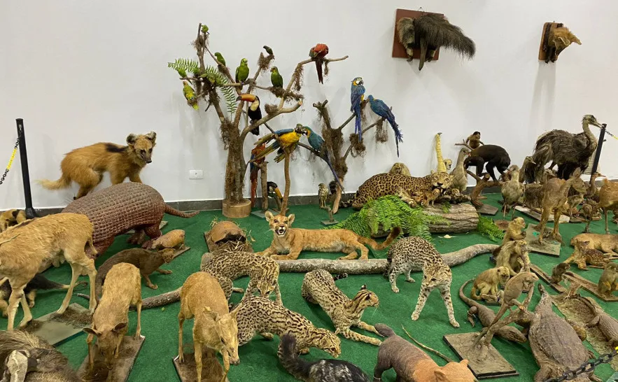 Museu de Zoologia e Taxidermia José Hidasi